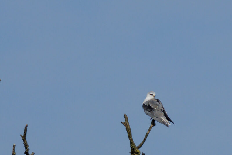 Élanion blanc en Loire-Atlantique